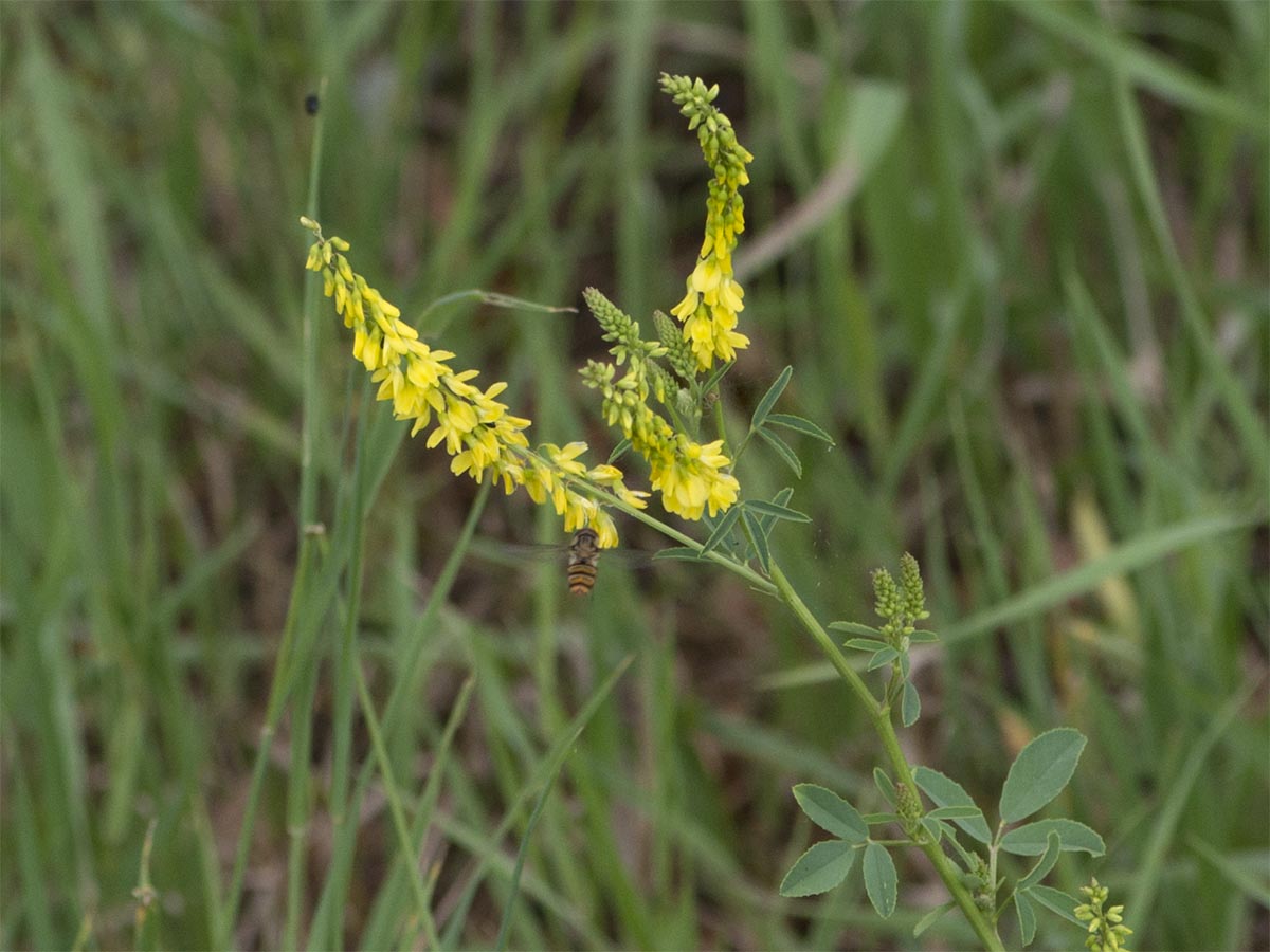 Melilotus officinalis